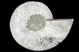 Agatized Ammonite Fossil (Half) - Crystal Chambers #103109-1